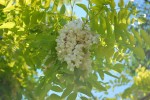 20140512ハリエンジュ、ニセアカシア	針槐	Robinia pseudoacacia	5～6月